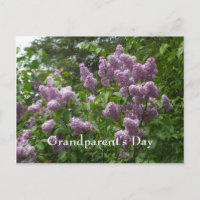Lilac Bush-Syringa-Flowering Woody Plants