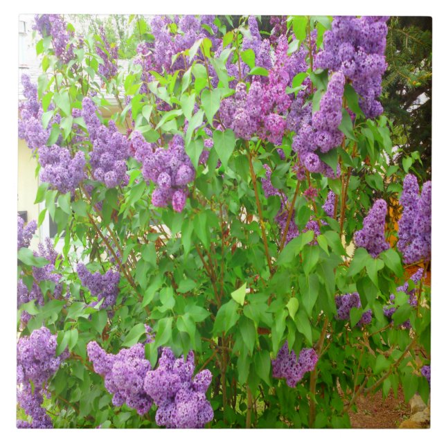 Lilac Bush Tile (Front)