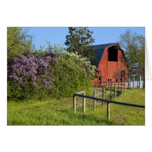 Lilac bushes in bloom and magpies in the trees