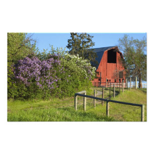 Lilac bushes in bloom and magpies in the trees photo print
