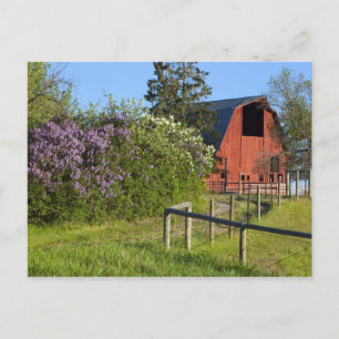Lilac bushes in bloom and magpies in the trees postcard