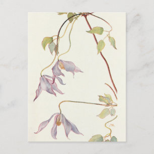 Lilac Clematis by Margaret Armstrong Postcard