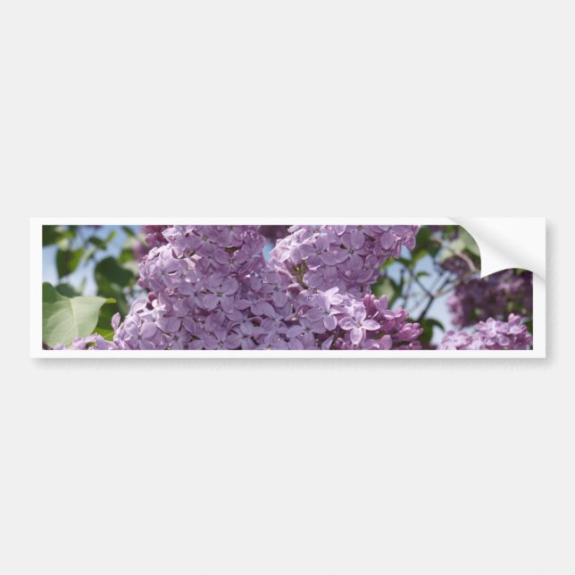 Lilac cluster bumper sticker (Front)