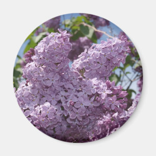 Lilac cluster magnet