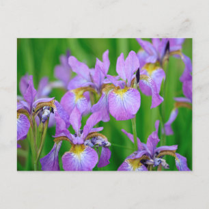 Lilac Colour Blooming Iris Flowers Postcard