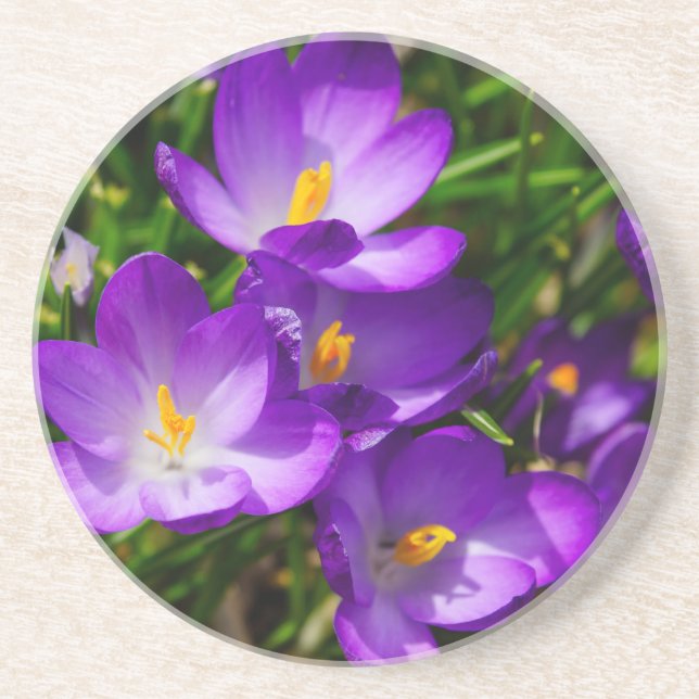Lilac Crocuses Coaster (Front)