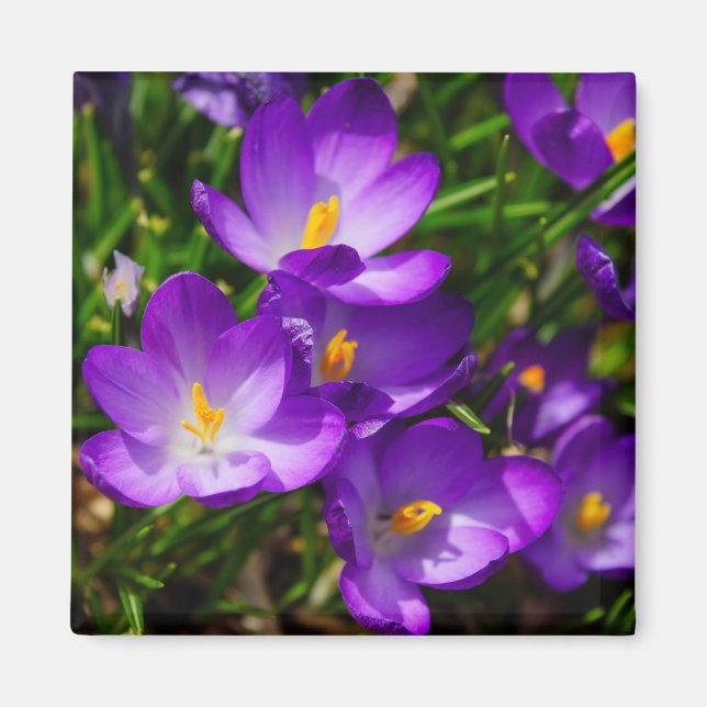 Lilac Crocuses Magnet (Front)