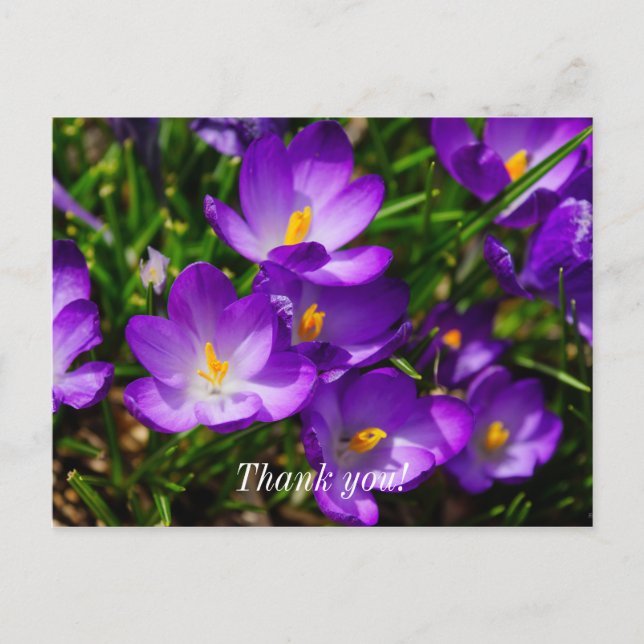 Lilac Crocuses Thank You Postcard (Front)