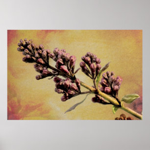 Lilac fine art print
