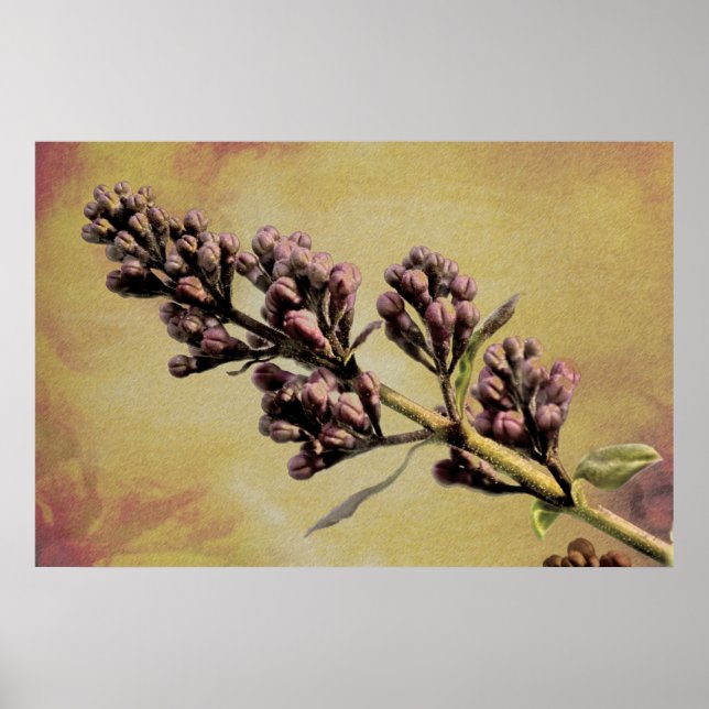 Lilac fine art print (Front)