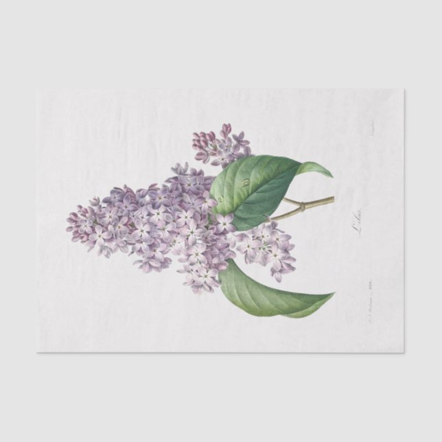 Lilac Flower Floral Flowers Decoupage Tissue Paper (Front)