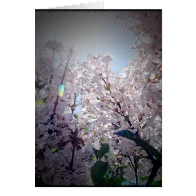 Lilac Flowers (Front)