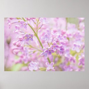 Lilac Flowers Mist Poster