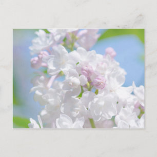 Lilac Flowers Postcard
