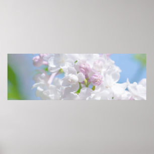 Lilac Flowers Poster