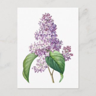 Lilac flowers Redouté Botanical Illustration Postcard