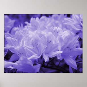 Lilac Lilies Print