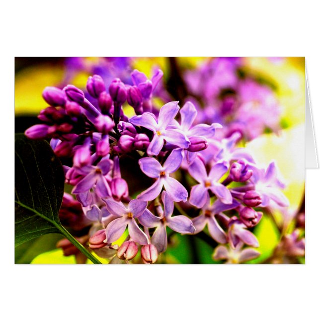 Lilac macro (Front Horizontal)