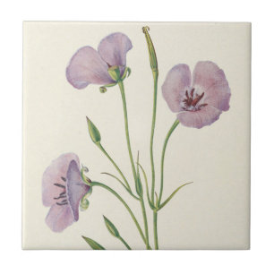 Lilac Mariposa by Mary Vaux Walcott Ceramic Tile