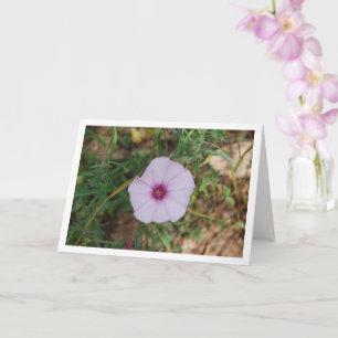 Lilac Morning Glory, Mallow Bindweed Wildflower Card