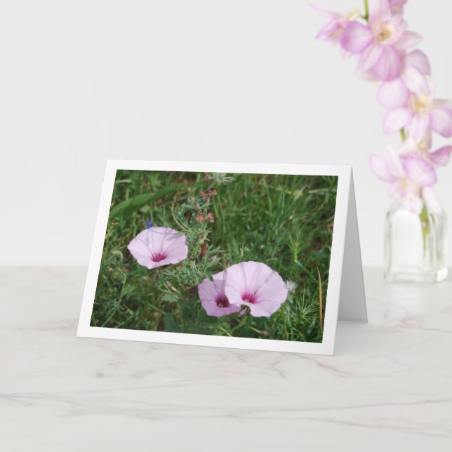Lilac Morning Glory, Mallow Bindweed Wildflowers Card (Orchid)