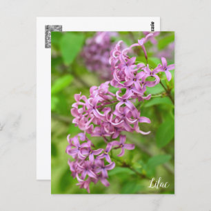 Lilac Postcard