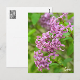 Lilac Postcard