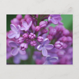 Lilac Postcard