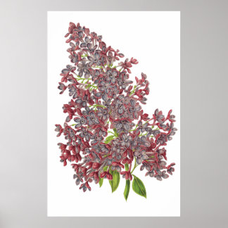 Lilac PREMIUM BOTANICAL PRINT