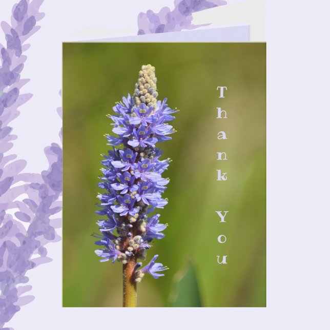 Lilac Purple Pickerelweed Flower Botanical Floral Note Card (Creator Uploaded)