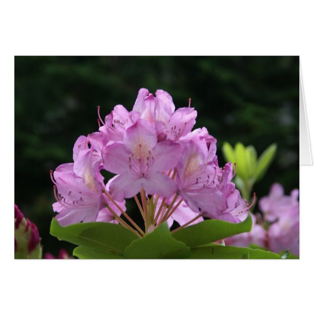 Lilac Rhododendron (Front Horizontal)