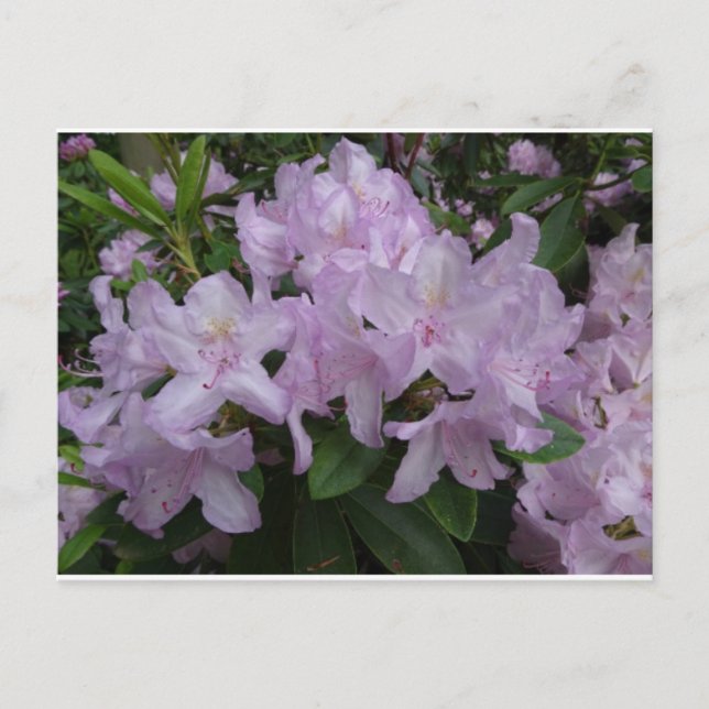 Lilac Rhododendron Flowers DIY Postcard (Front)