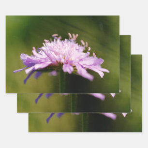 Lilac Scabious (Knautia arvensis) Flower Wrapping Paper Sheet