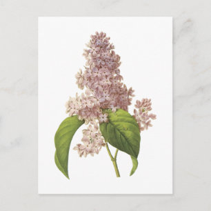 lilac(Syringa sp.) by Redouté Postcard