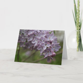 Lilac (Syringa spp.) Card