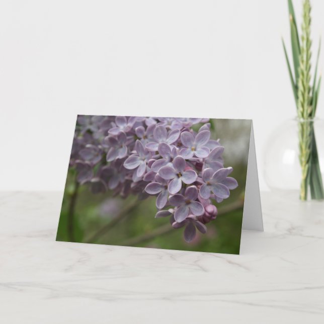 Lilac (Syringa spp.) Card (Front)