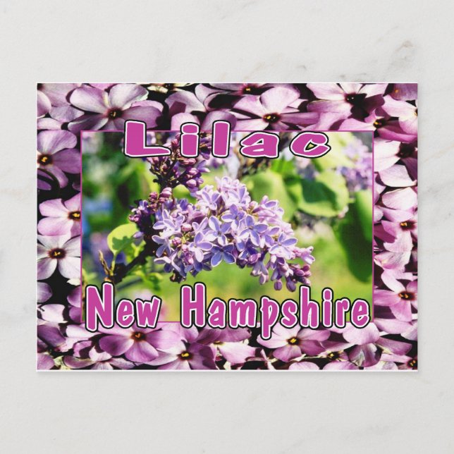 Lilac - The NH State Flower Postcard (Front)