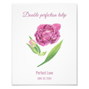 Lilac tulip double perfection perfect love photo print