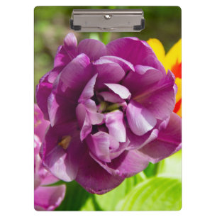 Lilac tulips on a sunny day     clipboard