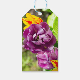Lilac tulips on a sunny day gift tags