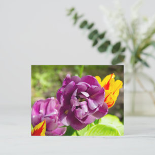 Lilac tulips on a sunny day postcard