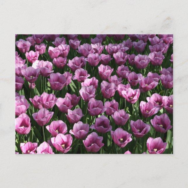 Lilac Tulips Postcard (Front)