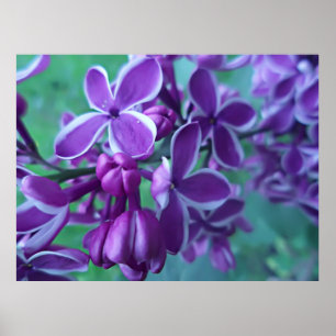 Lilac variety of colours  poster