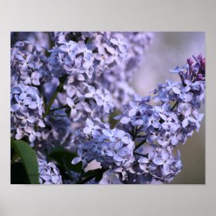 Lilac Vision Print