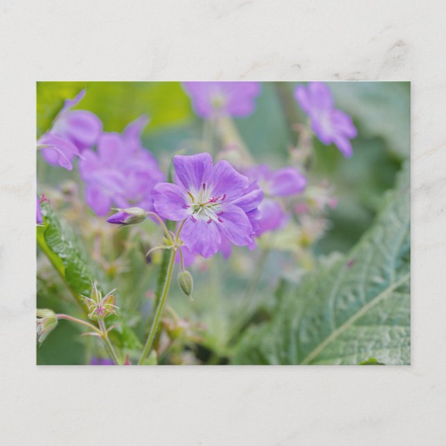 Lilac Wildflower Photo Geranium Botanical Flower Postcard (Front)
