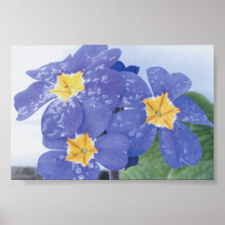 Lilac Winter Flowering Pansy Poster