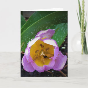 Lilac Wonder Tulip, card