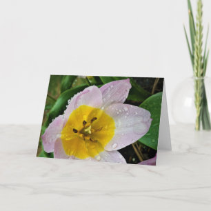 Lilac Wonder Tulip, card