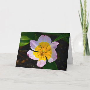 Lilac Wonder Tulip, card