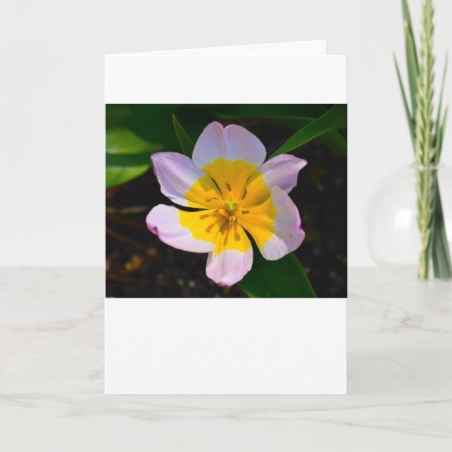 Lilac Wonder Tulip, card (Front)
